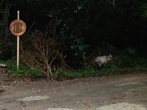 宇連ダム林道で出会ったニホンカモシカ
