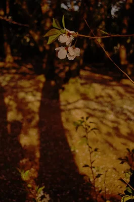 桜三月