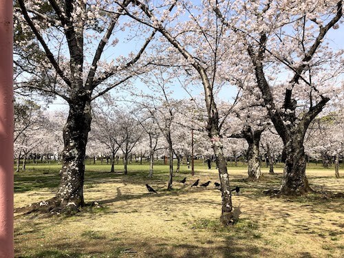 感染拡大が心配される2000年4月3日の向山公園、満開の桜の下にはカラス　感染拡大と新学期を前に