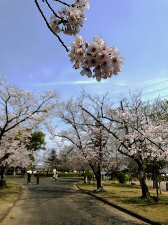 2020年4月豊橋市向山公園の桜