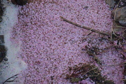 河津桜の散るころ