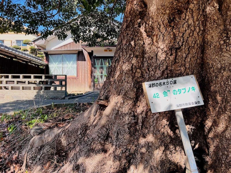 会下のタブノキ – 蒲郡の名木50選 42 – 形原町