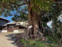 会下のタブノキ