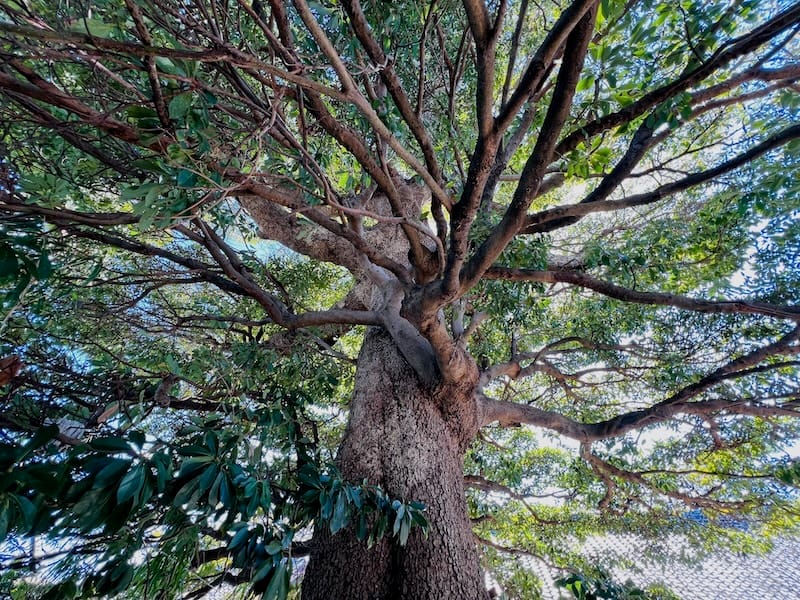 会下のタブのキ