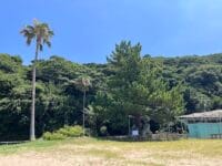 石割りの松　海岸から