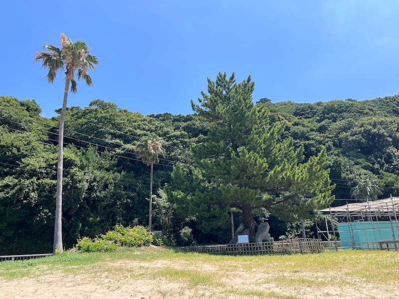 石割りの松 海岸から