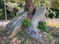 石割りの松と割られた石