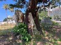 石割りの松　根本