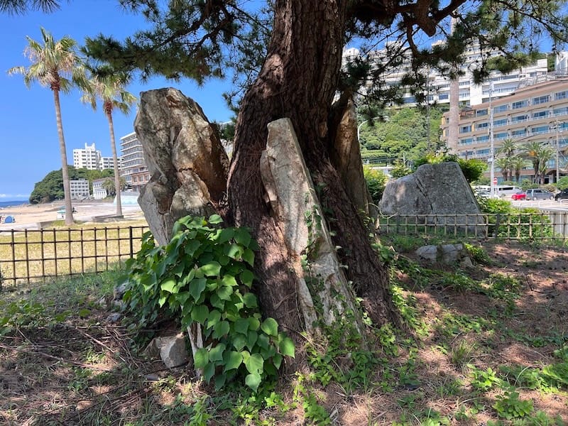 石割りの松 根本