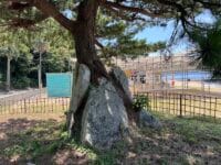 石割りの松　根本