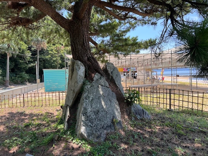 石割りの松 根本