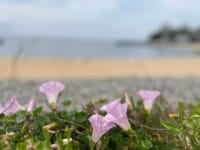 海岸に咲くハマヒルガオ