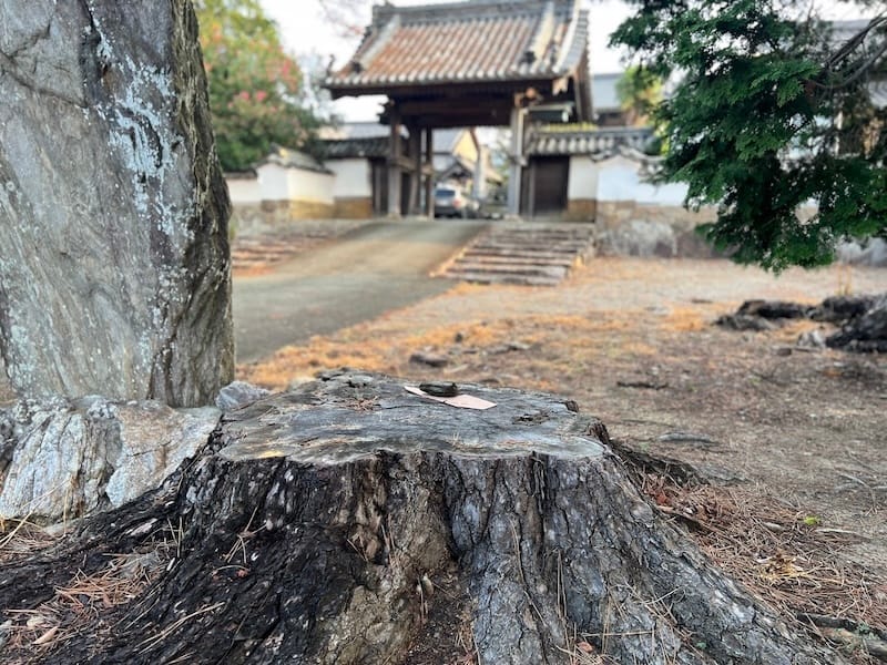 安楽寺のマツ　惣門前のマツ