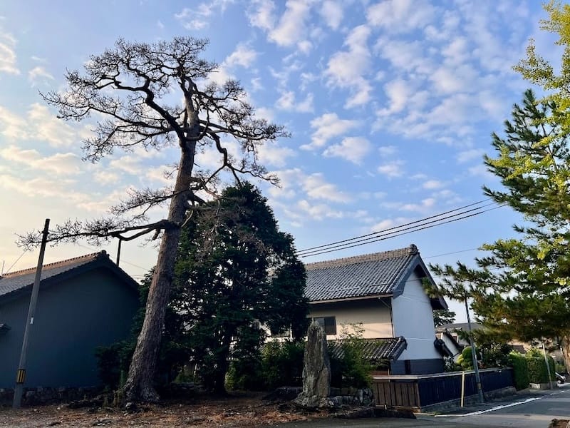 安楽寺のマツ　惣門前から