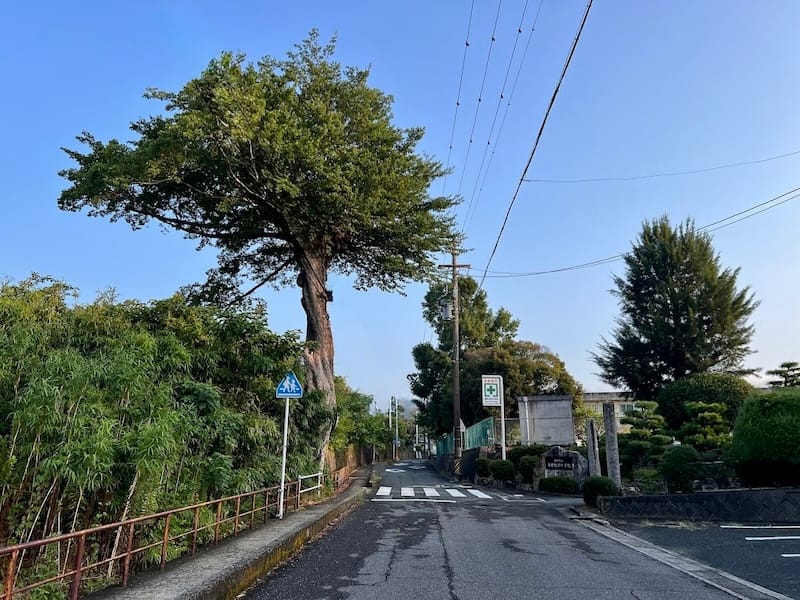 安楽寺のムクノキ(1) – 蒲郡の名木50選 17 – 清田町