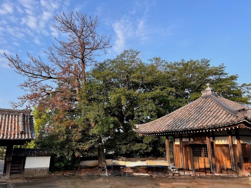 安楽寺大悲殿とムクノキ