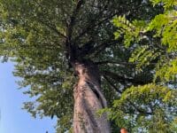 安楽寺のムクノキ(1) 下から