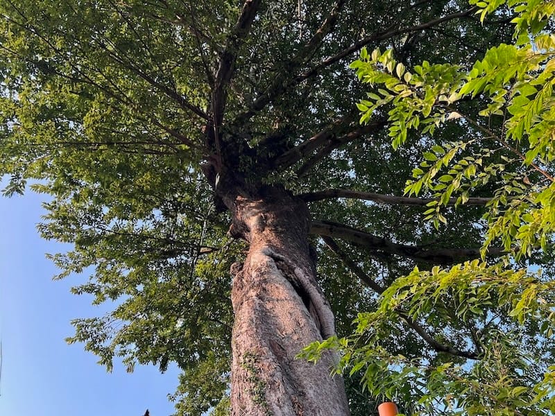 安楽寺のムクノキ(1) 下から