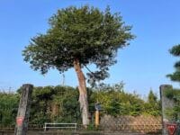 安楽寺のムクノキ(1)　北部小校門から