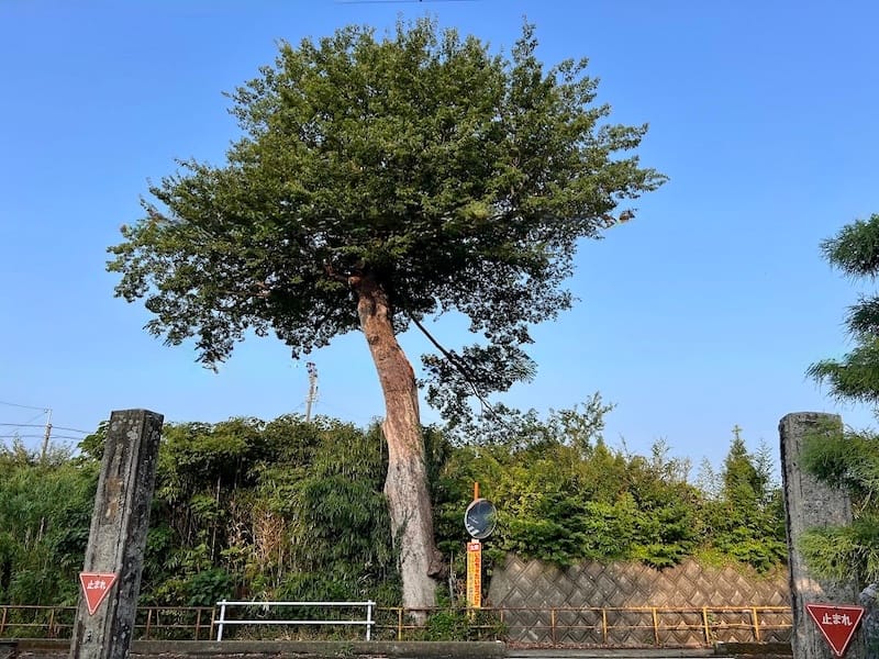 安楽寺のムクノキ(1)　北部小校門から