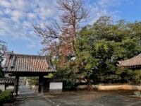 安楽寺のムクノキ(2)　惣門中から