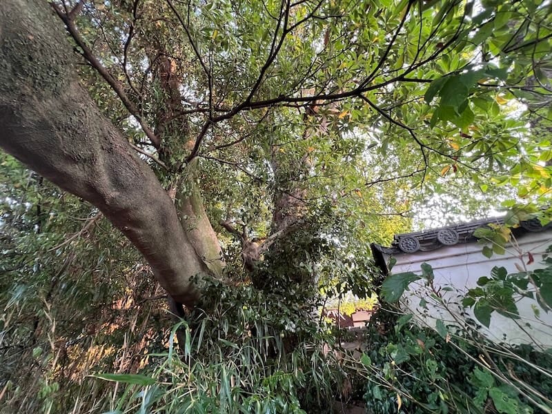 安楽寺のムクノキ(2) 塀の外から