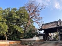 安楽寺のムクノキ(2)　惣門前から