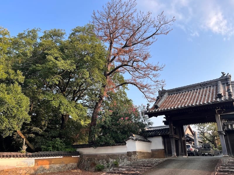 安楽寺のムクノキ(2) 惣門前から