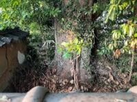 安楽寺のムクノキ(2)　塀越しに