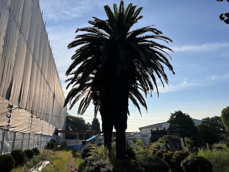 形原北小学校のカナリーヤシ　西から