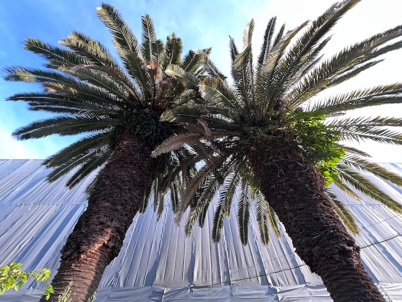 形原北小学校のカナリーヤシ – 蒲郡の名木50選 33 – 形原町