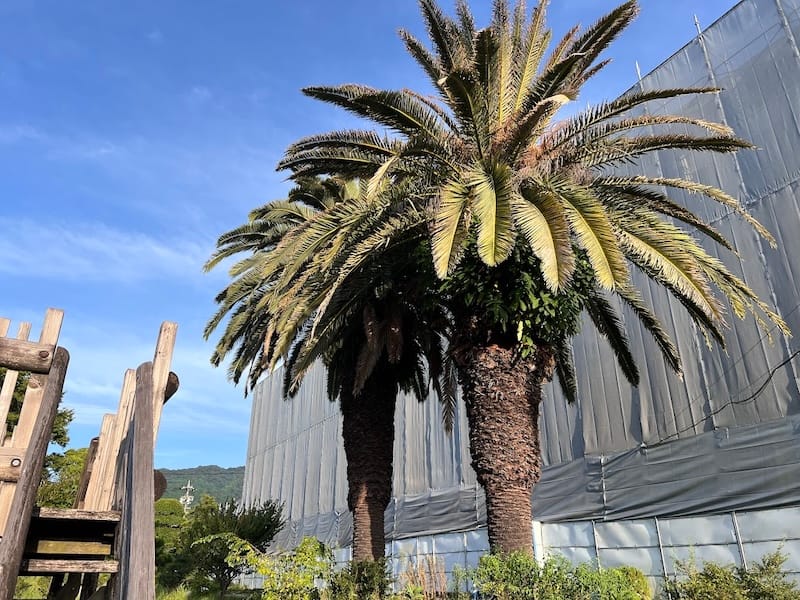 形原北小学校のカナリーヤシ 東から