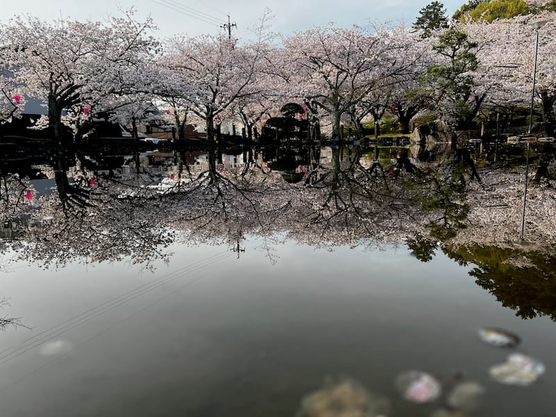 中水面の桜