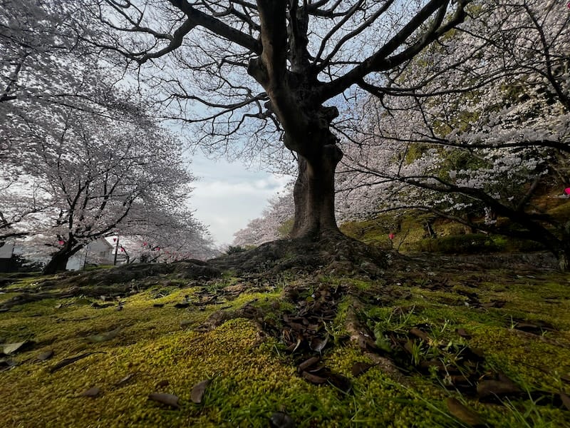 中央公園（天桂院山）のサクラ　早朝