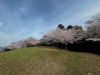 中央公園(天桂院山)のサクラ 荒子トンネル上