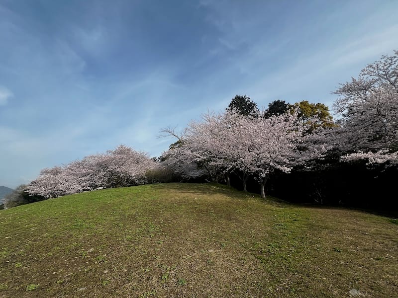 中央公園（天桂院山）のサクラ　荒子トンネル上