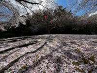 中央公園(天桂院山)のサクラ 地の桜