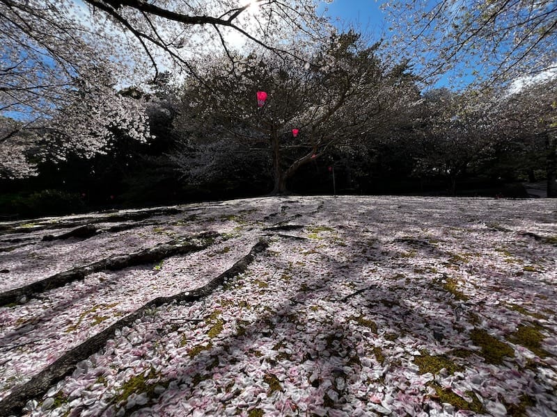 中央公園（天桂院山）のサクラ　地の桜