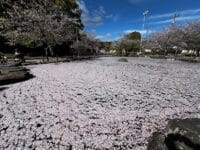 中央公園(天桂院山)のサクラ 桜の絨毯