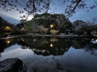 中央公園(天桂院山)のサクラ 夜の桜