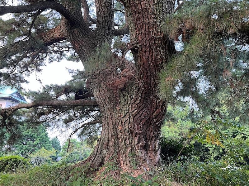 蒲郡クラシックホテルの大マツ