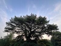 蒲郡クラシックホテルの大マツ