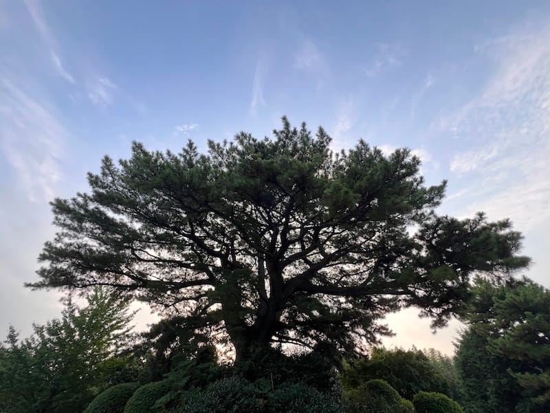 蒲郡クラシックホテルの大マツ