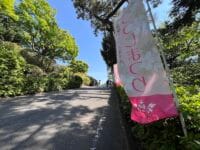 つつじまつりののぼり