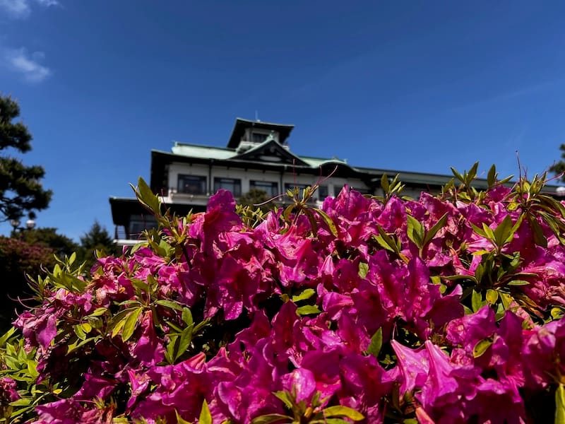 蒲郡クラシックホテルのツツジ – 蒲郡の名木50選 29