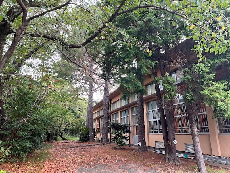 三谷東小学校のダイオウマツ