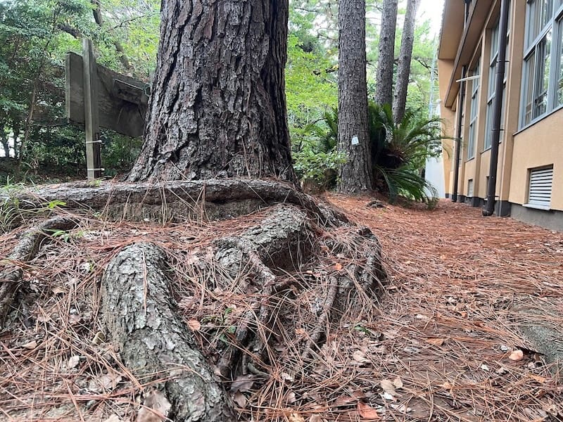 三谷東小学校のダイオウマツ