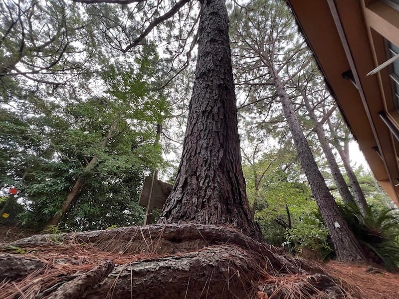 三谷東小学校のダイオウマツ 下からまっすぐな樹勢