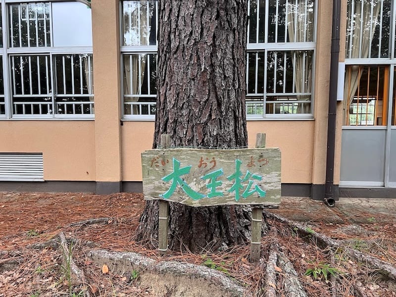 三谷東小学校のダイオウマツ – 蒲郡の名木50選 08