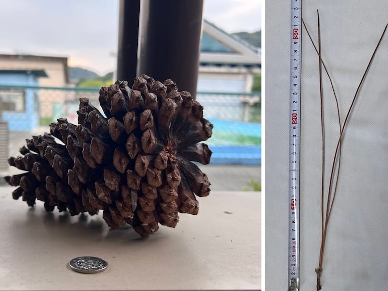 ダイオウマツ(ダイオウショウ)のマツカサと葉